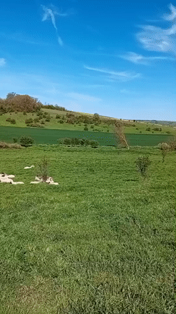 Sheep and birds graze in sunny Bulgarian countryside
