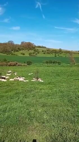 Sheep and birds graze in sunny Bulgarian countryside