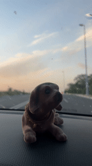 Bobblehead dog with gold chain spotted in Safi car