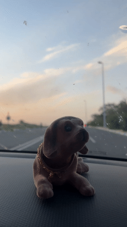 Bobblehead dog with gold chain spotted in Safi car