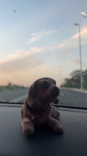 Bobblehead dog with gold chain spotted in Safi car