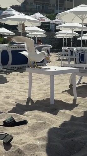 Seagulls taking over a Sozopol beach on a summer afternoon
