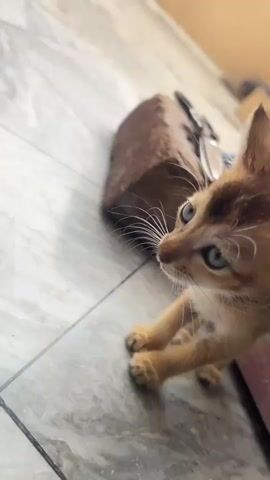 A very young, light brown kitten with large blue eyes and white whiskers is the sole focus of this video. The kitten is positioned on a light-colored, tiled floor. In the background, a portion of a dark brown, cylindrical object is visible, along with a pink object that appears to be a cushion or mat. The kitten is captured from a close-up, low-angle perspective, initially looking to the left of the frame, then turning its head to look directly into the camera. Its mouth is slightly open, revealing a small pink tongue. The lighting is somewhat dim, with the primary light source seemingly coming from the left. The video consists of a series of still frames that create a short, stop-motion-like sequence.