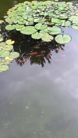 A pond filled with lily pads and koi fish is visible. The water is murky, and the reflection of trees is visible on the surface. The camera pans across the pond, showing several orange koi swimming beneath the lily pads. A single pink water lily is in bloom.