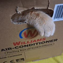 Orange cat plays in cardboard box, frog spotted nearby