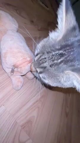 A close-up shot shows a tabby cat with its face pressed against a light orange stuffed toy. The cat's eyes are closed and it appears to be licking or nuzzling the toy. The toy is positioned on a wooden floor. The background is blurred, but shows some kitchen cabinets and a stovetop. The video is short, lasting only a few seconds.