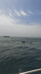 Dolphins spotted leaping in waters off Cancas, Peru