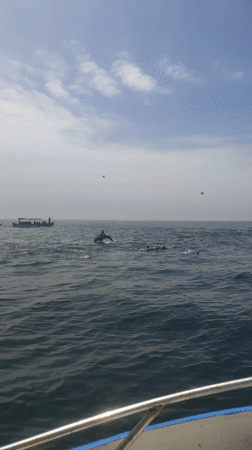Dolphins spotted leaping in waters off Cancas, Peru