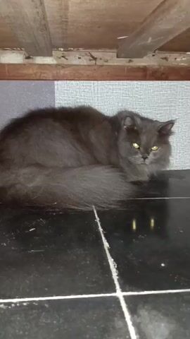 A long-haired grey cat with yellow eyes is lying on a tiled floor under a wooden structure. The cat's tail is large and fluffy, and it is curled around its body. The cat is looking directly at the camera. The floor is black and white tile, with white grout lines. There are some reflections on the floor, possibly from lights above. The background is a grey textured wall. The wooden structure above appears to be unfinished, with visible planks and some debris. The lighting is dim.