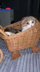 Scottish Fold cat rests in wheeled wicker basket in Belarus