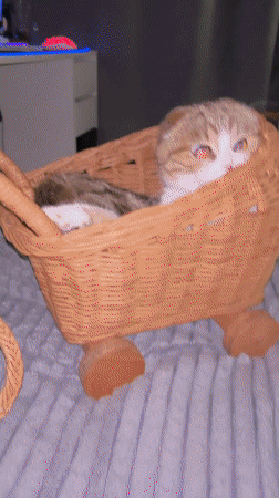 Scottish Fold cat rests in wheeled wicker basket in Belarus