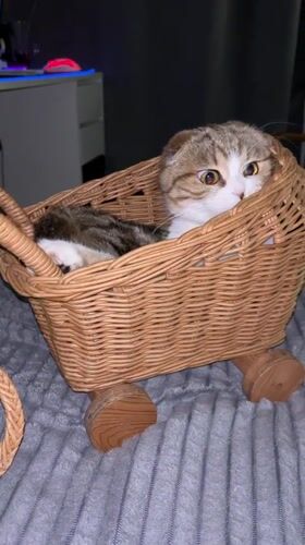 Scottish Fold cat rests in wheeled wicker basket in Belarus