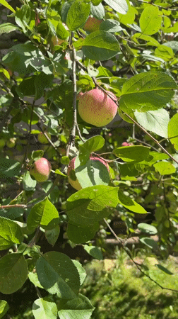Late summer backyard day in Balashikha — fruit, flowers, and lounging