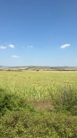 The video shows a moving shot of a rural landscape. In the foreground, there are green bushes and trees. Beyond them, a large field of green crops, likely corn, stretches to the horizon. In the distance, rolling hills are visible under a bright blue sky dotted with a few white clouds. The camera appears to be in motion, possibly from a vehicle. The overall impression is of a sunny day in the countryside.