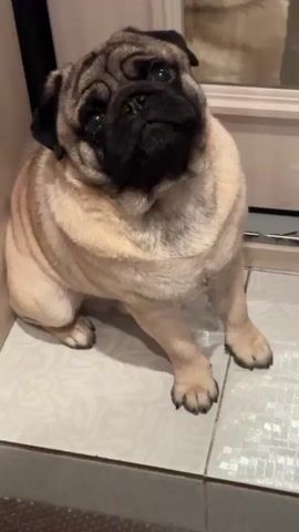 A fawn-colored pug dog with a black face is sitting on a tiled floor. The dog is looking up and to the right of the camera. The dog's mouth is open, and it appears to be panting. The background is blurred, but it appears to be an indoor setting with some furniture visible.