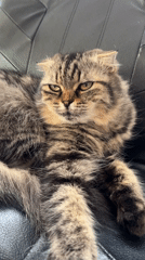 Tabby cat photographed on leather chair in Belarus village