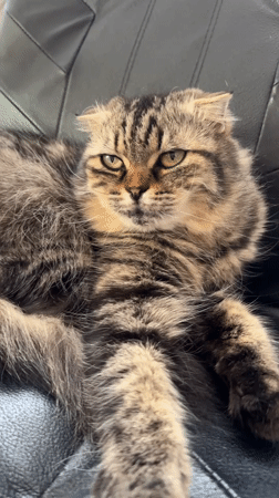 Tabby cat photographed on leather chair in Belarus village