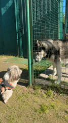 Afternoon dog encounter documented through fence in residential setting