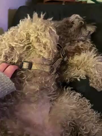 A person is seen petting a furry, curly-haired dog that is lying on its back on a dark couch. The dog is wearing a patterned collar with small embellishments. The person's hand, wearing a grey sweater sleeve, gently strokes the dog's belly and chest area. In the background, there is audible speech and music.