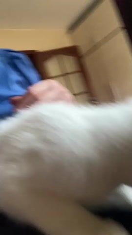 A white kitten with pink ears is being held by a person wearing a blue turtleneck. The person is smiling and looking at the kitten. The kitten is looking down and to the side. The background is blurry but appears to be a room with furniture.