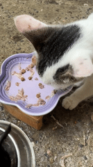Cats observed in routine domestic activities across Davao City