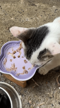 Cats observed in routine domestic activities across Davao City