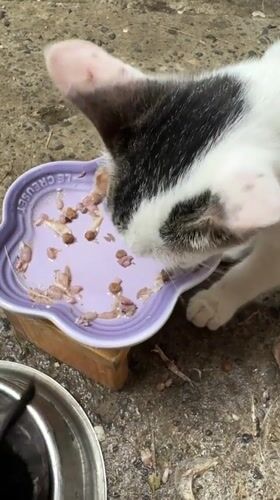 Cats observed in routine domestic activities across Davao City