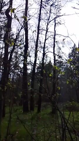 The video shows a forest with tall, thin trees and a grassy ground covered in small branches. The trees are mostly bare, with a few having small, green leaves sprouting. The sky is overcast and bright. The camera slowly pans to the right, revealing more of the forest.