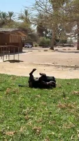 The video shows a black dog rolling on its back in the grass on a sunny day. The dog is wearing a collar. Behind the dog is a sandy area with trees and a small wooden structure with a ramp. A white car is parked in the background. The sky is blue.