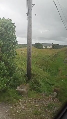 A video begins with a shot of a wooden pole in a grassy field. A white house with a red door is visible in the distance. The camera pans to the left, showing a wide expanse of tall, green grass under a cloudy sky. In the distance, there are more houses and rolling hills. The video continues to pan left, showing more of the grassy landscape. A small bird is visible flying in the sky.