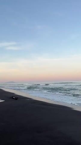 A still shot of a tranquil beach at sunset. The sky is a gradient of soft pinks and blues. Gentle waves roll onto a dark, sandy shore. A piece of driftwood lies on the beach near the water's edge. The ocean appears calm and vast.