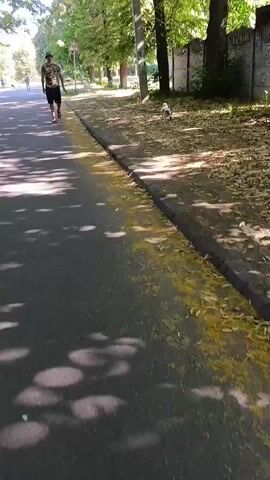 A person in a camouflage hat and a black t-shirt walks on a paved road next to a sidewalk covered in yellow leaves and shadows. A small white dog with brown markings is on a leash, being walked by the person, and is near the sidewalk. The scene is outdoors, with trees and a fence visible in the background. The lighting suggests it is daytime.