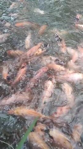 The video shows a close-up, overhead view of a school of numerous pink-orange fish swimming in murky water. The fish are densely packed, and their movements create ripples and disturbance on the surface of the water. Some fish are facing towards the camera, while others are oriented away. The lighting is dim, and the water appears to be shallow, with some green vegetation visible along the edges. The scene suggests a feeding frenzy or a crowded pond environment.