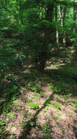 Group examines ground discovery in Hungarian forest
