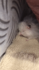 Fluffy white hamster lounges on soft bedding in Solikamsk