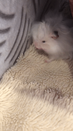 Fluffy white hamster lounges on soft bedding in Solikamsk