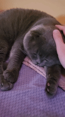 Cat resting and attention wisdom captured at same location