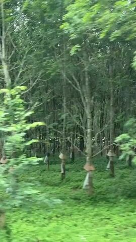The video shows a view from a moving vehicle, driving past a rubber tree plantation in Tân Cảnh, Vietnam. Rows of rubber trees with light green foliage are visible. Many of the tree trunks have dark-colored collection cups or buckets attached, indicating that they are being tapped for latex. The ground beneath the trees is covered in green vegetation, with some patches of reddish-brown soil along what appears to be a dirt track or road. The scene is bright, suggesting daytime, possibly under an overcast sky. No people or visible text are present.