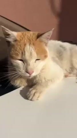 A video shows a cat lying on the hood of a white car. The cat is mostly white, with patches of orange on its head and tail. The cat's eyes are closed, and it appears to be sleeping or resting. The background consists of a pink wall and the edge of a building. The car is parked outdoors, and the scene is illuminated by sunlight.