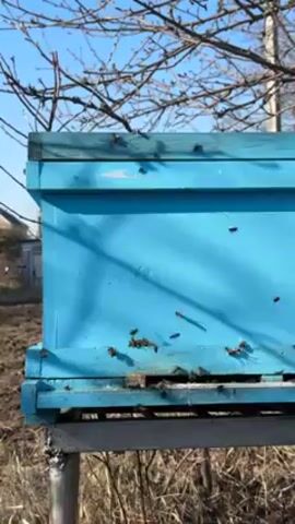 A side shot shows a blue bee hive on a silver metal frame, situated on a slightly muddy ground. Bees are actively flying around the hive's entrance and clinging to its surface. The background includes a tree with bare branches against a clear blue sky, with glimpses of a distant house. The lighting casts shadows on the hive, accentuating its texture and the bees' activity.