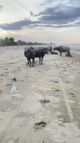 The video shows a herd of water buffalo on a sandy beach. The sky is overcast with a hint of pink on the horizon. The sand is littered with debris. Several of the water buffalo are standing while others are resting on the sand. The camera pans slightly to the right, showing more of the beach and the ocean. The water is calm.