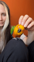 Woman interacts with Sun Conure parrot in Khimki, Russia