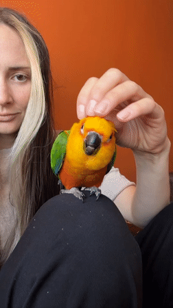 Woman interacts with Sun Conure parrot in Khimki, Russia