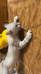 Kitten plays with cardboard box and brush toy