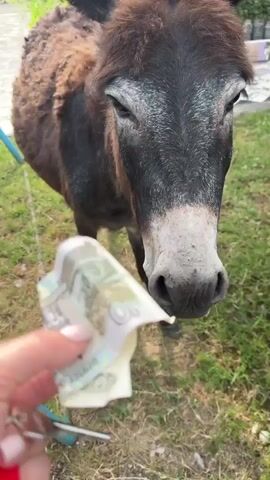A close-up shot shows a donkey's face with a person's hand holding a 10 ruble banknote and a key with a red handle near its nose. The donkey appears curious, with its eyes open and its head tilted slightly. The banknote is folded and appears to be offered to the donkey. The background consists of a grassy area, suggesting an outdoor setting, possibly a farm or rural area. The lighting indicates it is daytime, with natural sunlight. The scene conveys a sense of interaction between the person and the animal, possibly a playful or feeding moment. The visible text on the banknote is "10" and "БИЛЕТ БАНКА РОССИИ" (Bank of Russia Ticket). The context provided suggests the location is Alakhadzi, Abkhazia.
