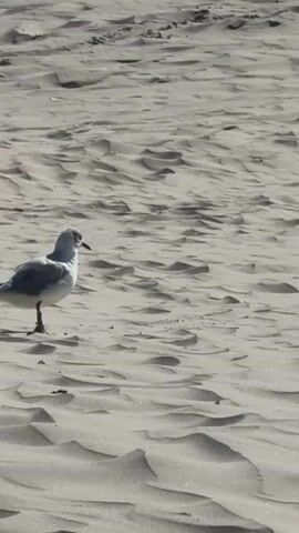 A seagull walks across a sandy beach. The sand has a rippled texture, suggesting wind. The seagull is mostly white with some gray on its back and wings. Its beak is dark, and its legs are pink. It walks from left to right in the frame, occasionally stopping to look around.