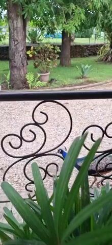 A peacock walks across a gravel path in front of a garden with trees and plants. The peacock has a long train of blue and green feathers.