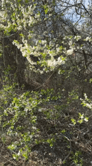 Woman photographed outdoors amid spring blooming trees