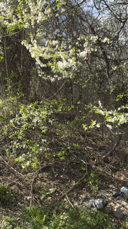 Woman photographed outdoors amid spring blooming trees