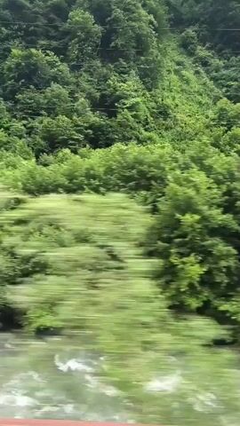 The video captures a fast-moving scene, likely from a vehicle, of a tree-lined riverbank. The dominant subjects are the lush green foliage of trees and shrubs that fill the middle and upper portions of the frame. A river flows prominently in the lower section, its surface disturbed by rapids and white water, suggesting a strong current. The colors are vibrant greens and the muted grays and whites of the water.

The activity appears to be a journey along the river, with the camera's perspective shifting rapidly, creating a blur effect. This motion indicates that the viewer is moving at a considerable speed alongside the river. The time of day seems to be daytime, with ample natural light illuminating the scene, though the sky is not visible. The weather appears to be pleasant, conducive to such a journey, with the abundance of green foliage suggesting a time of year like late spring or summer.

Notable details include the presence of a large metal power pylon in the upper right quadrant of the frame at 00:03, breaking the natural landscape and indicating the proximity of human infrastructure. The lower edge of the frame shows a sliver of what appears to be a red railing or barrier, further confirming the perspective of someone in a vehicle or on a structure overlooking the river. No text is visible in the media file. The overall mood conveyed is one of dynamic movement and immersion in nature, with a touch of industrial presence. The location is identified as Chereshnya, Russia.